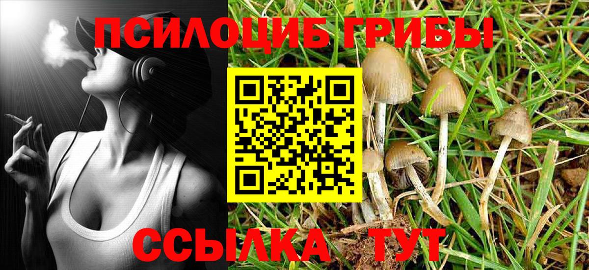Ступино  Галлюциногенные грибы Psilocybe  Вход с VPN 